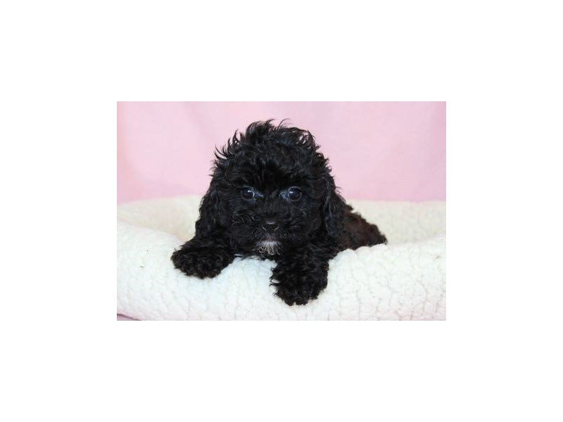 Shih Tzu/Poodle-DOG-Female-Black / Brindle-2026377-My Next Puppy