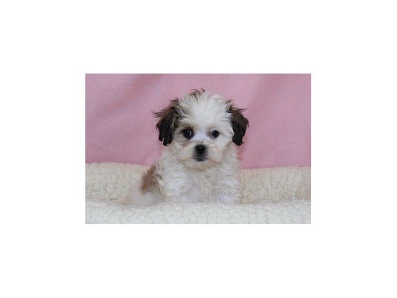 Poodle/Shih Tzu-DOG-Female-Brindle / White-2026379-My Next Puppy