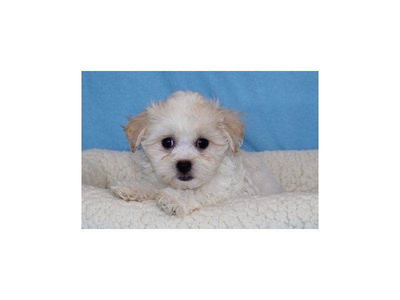 Poodle/Shih Tzu-DOG-Male-White / Apricot-2026381-My Next Puppy
