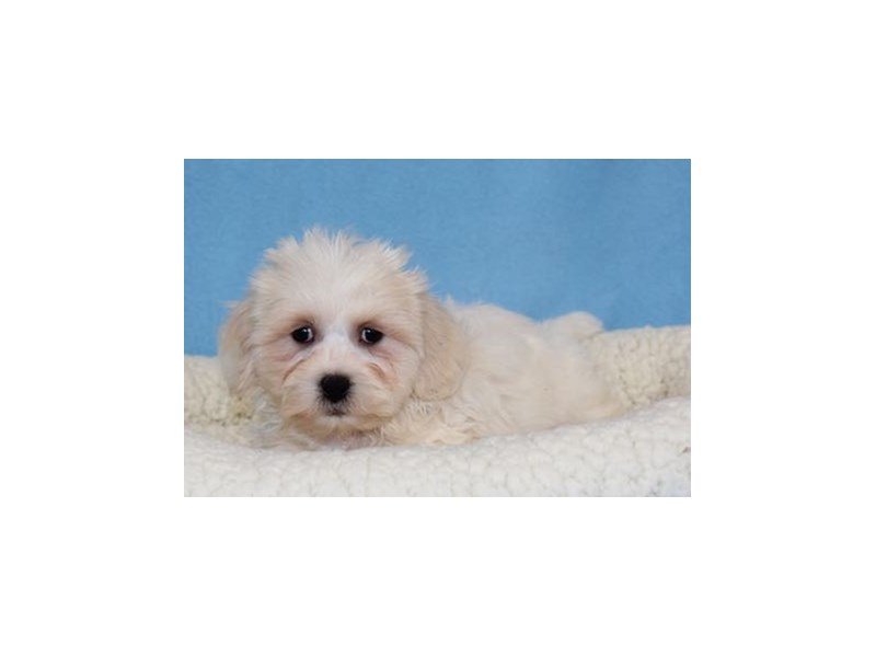 Lhasa Apso/Bichon Frise-DOG-Male-Cream-2026402-My Next Puppy