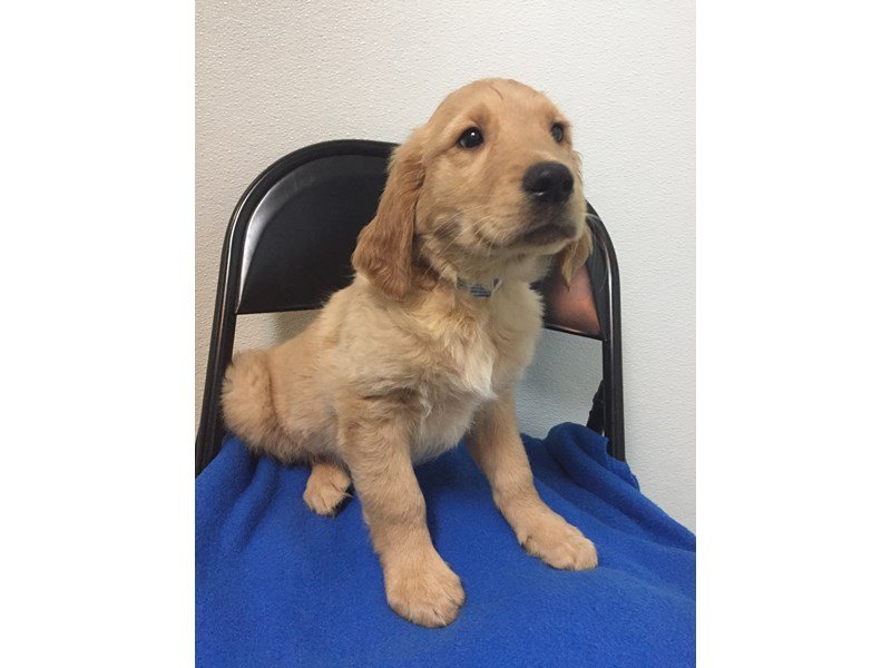 Golden Retriever-DOG-Male--2029392-My Next Puppy