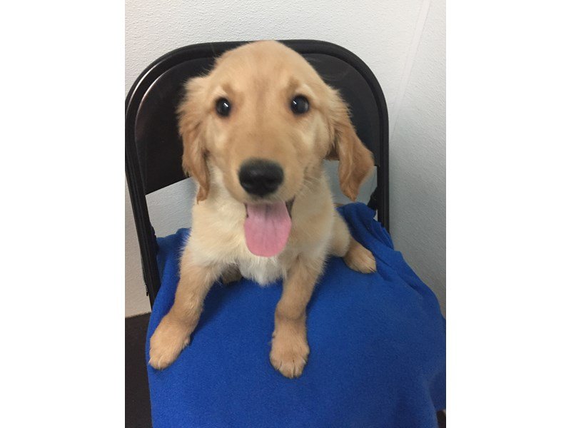 Golden Retriever-DOG-Male-Golden-2029390-My Next Puppy