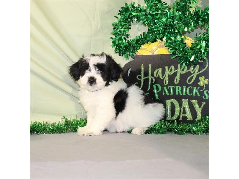 Goldendoodle Mini-DOG-Female-White / Black-2030541-My Next Puppy