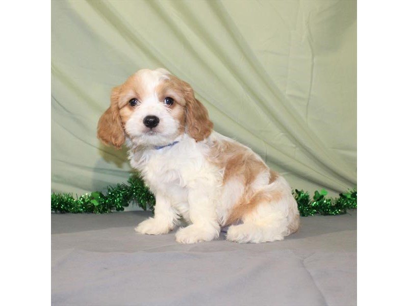 Bichon/Cavalier King-DOG-Male-Blenheim-2030547-My Next Puppy
