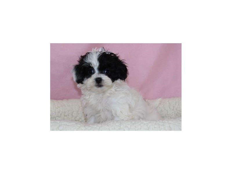 Poodle/Shih Tzu-DOG-Female-Black / White-2030682-My Next Puppy