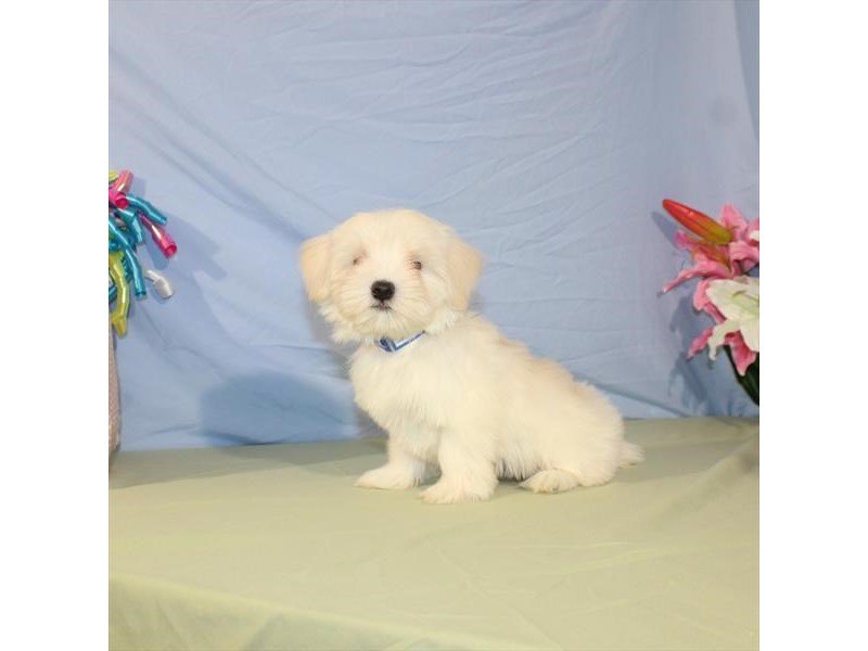 Maltese-DOG-Male-White-2036129-My Next Puppy