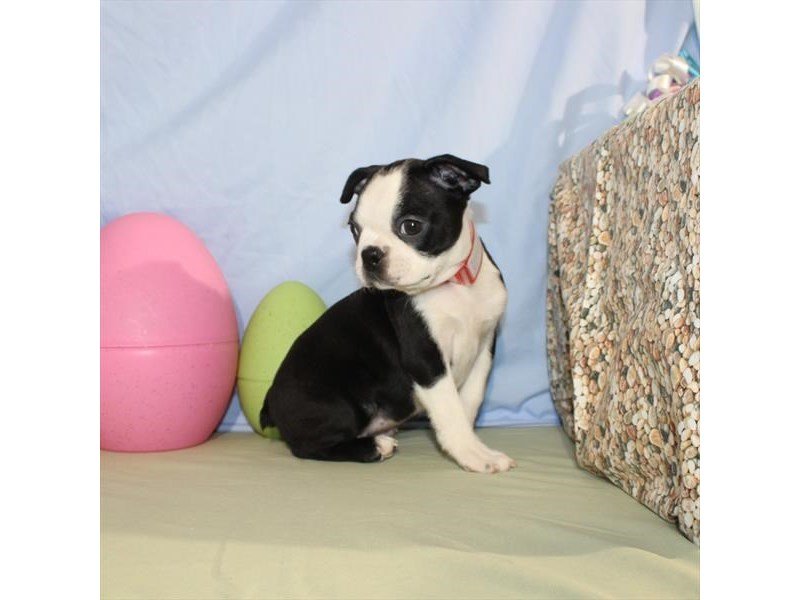 Boston Terrier-DOG-Female-Black-2036130-My Next Puppy