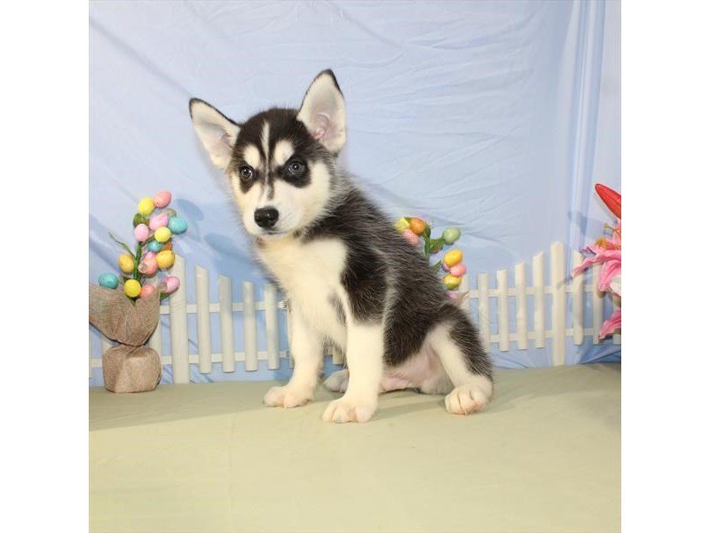 Siberian Husky-DOG-Male-Black / White-2036134-My Next Puppy