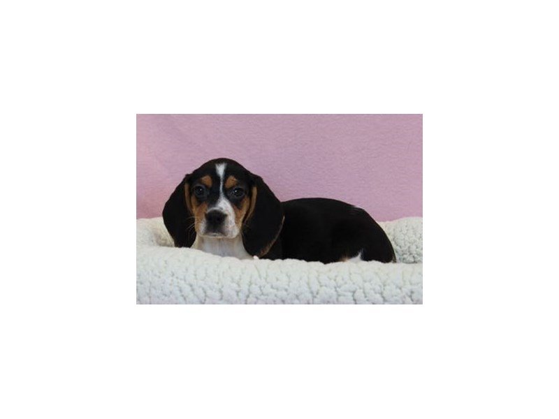 Beagle-DOG-Female-Black Tan / White-2036139-My Next Puppy