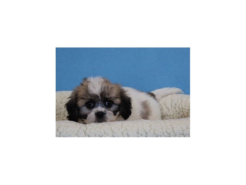 Pekingese/Bichon Frise-DOG-Male-Sable / White-2036208-My Next Puppy