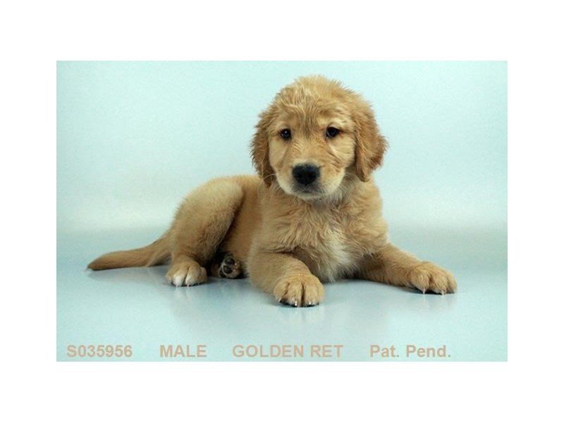 Golden Retriever-DOG-Male-GLDN-2045600-My Next Puppy