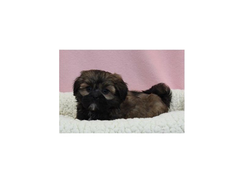 Lhasa Apso-DOG-Female-Grizzle-2046166-My Next Puppy