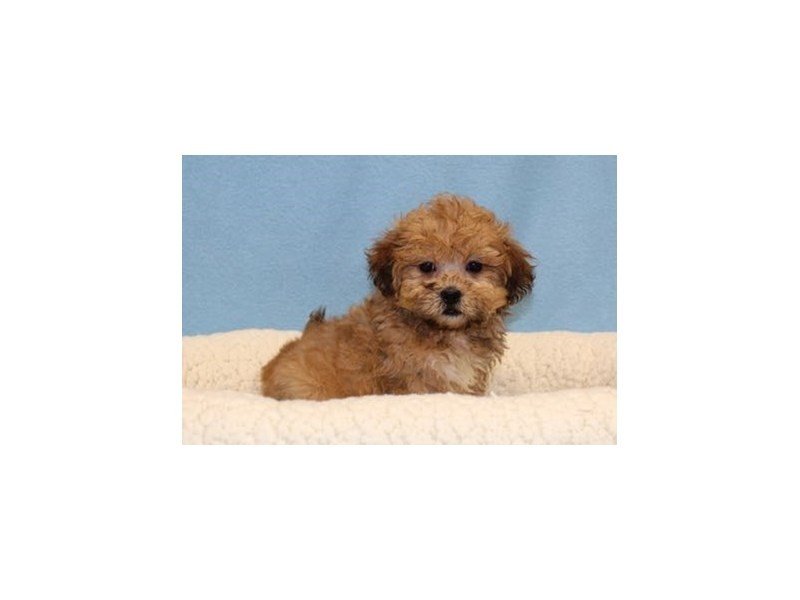Shih Tzu/Bichon-DOG-Male-Golden Brindle-2046175-My Next Puppy