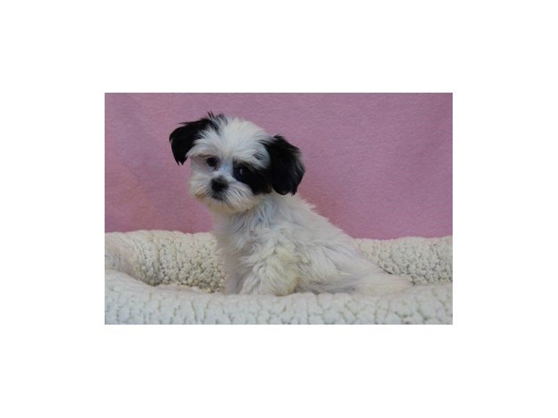 Shih Tzu/Havanese-Female-Black / White-2046226-My Next Puppy