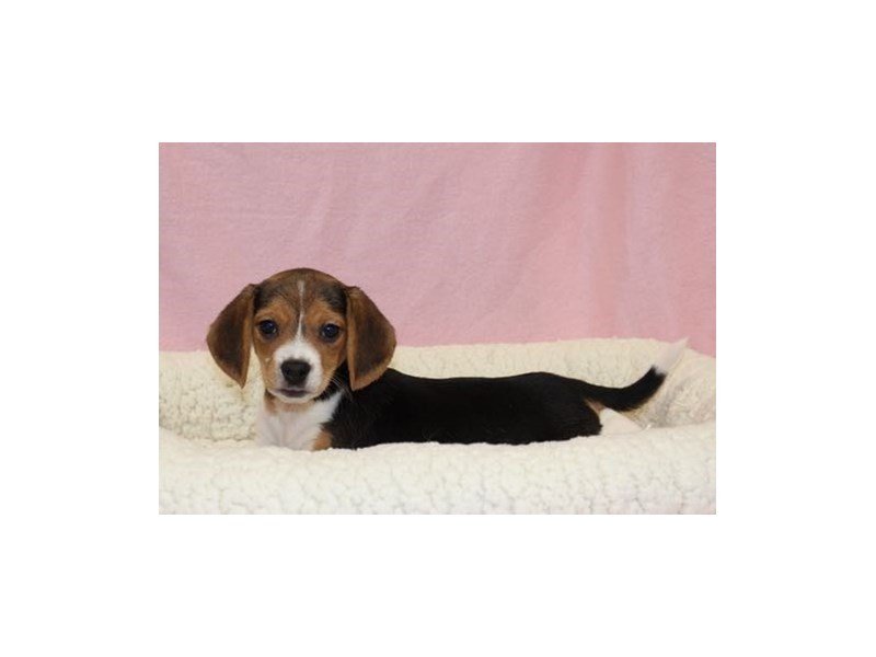 Beagle-DOG-Female-Black Tan / White-2019560-My Next Puppy