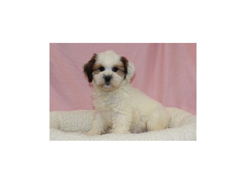 Tibetan Terrier-Female-Sable / White-2036158-My Next Puppy