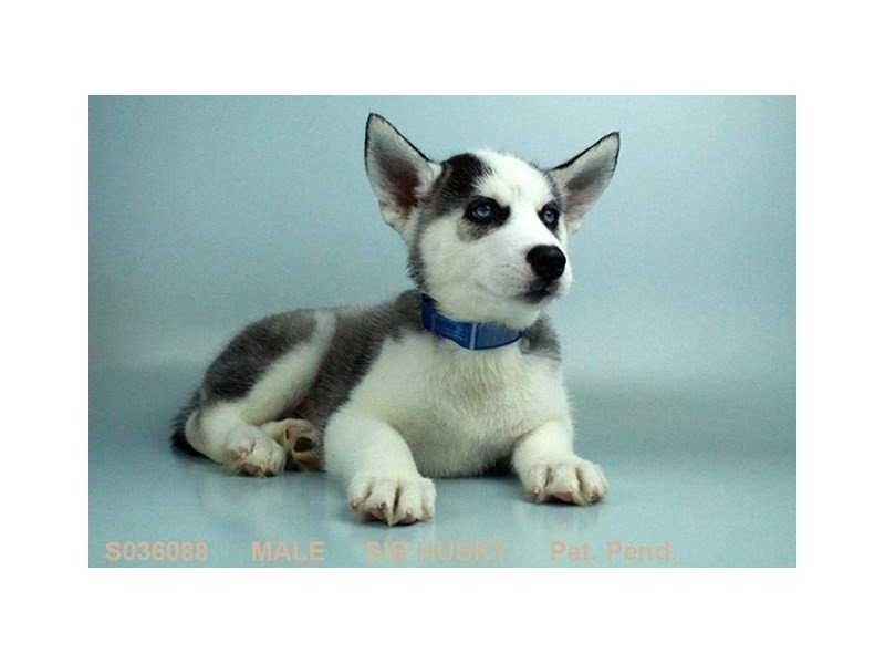 Siberian Husky-DOG-Male-BLK & WH-2045598-My Next Puppy