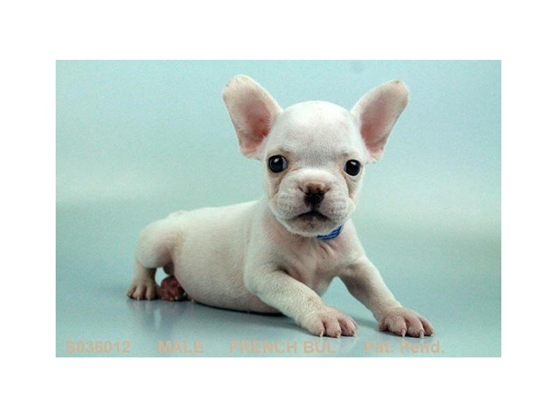 French Bulldog-DOG-Male-WH-2045599-My Next Puppy