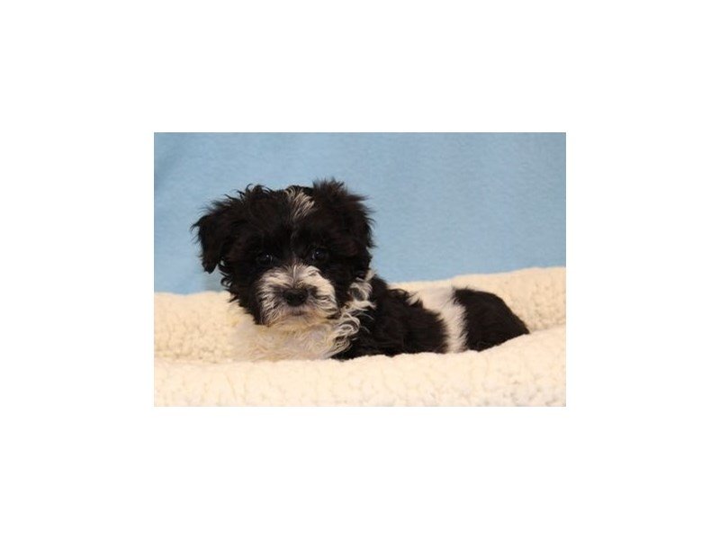 Min Schnauzer/Bichon-DOG-Male-Black / White-2046176-My Next Puppy