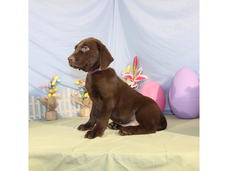 Labrador Retriever-DOG-Male-Chocolate-2046183-My Next Puppy