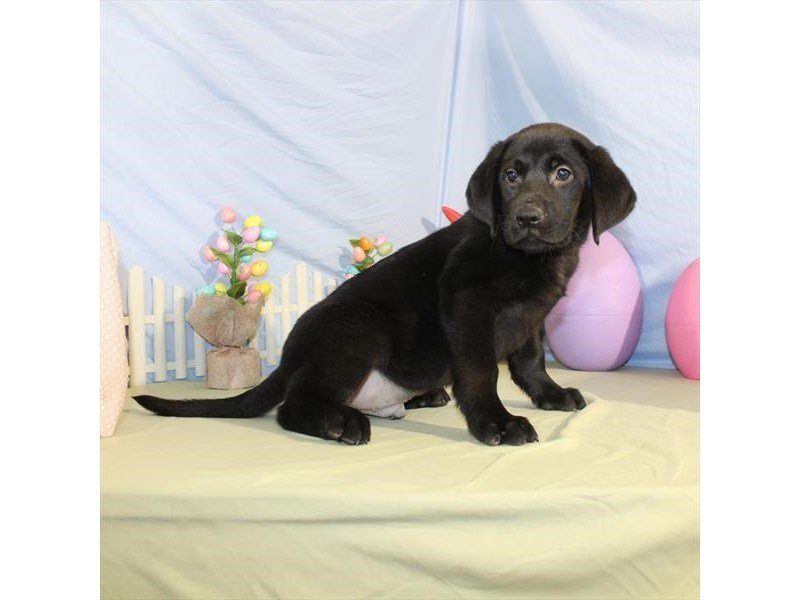 Labrador Retriever-DOG-Male-Black-2046184-My Next Puppy