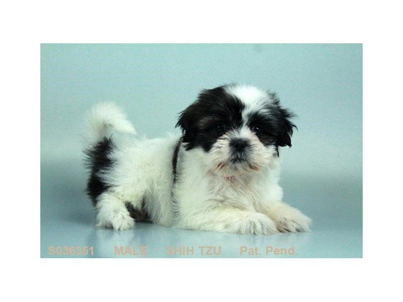 Shih Tzu-DOG-Male-BLK & WH-2053324-My Next Puppy