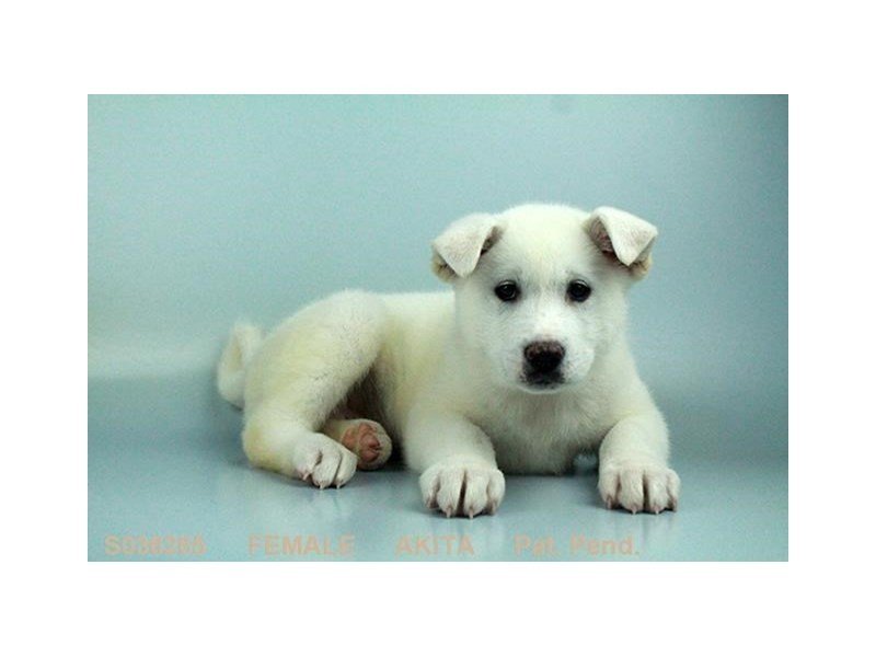 Akita-DOG-Female-WH-2053327-My Next Puppy
