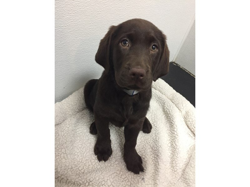 Labrador Retriever-DOG-Female-Chocolate (Brown)-2050986-My Next Puppy