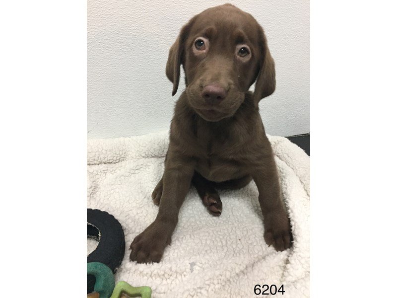 Labrador Retriever-DOG-Female-Chocolate (Brown)-2050971-My Next Puppy