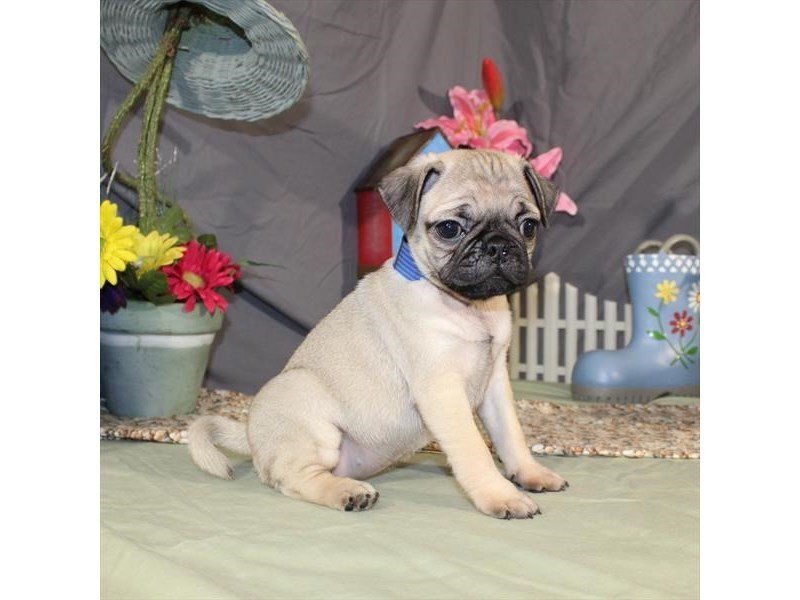 Pug-DOG-Female-Fawn-2053803-My Next Puppy