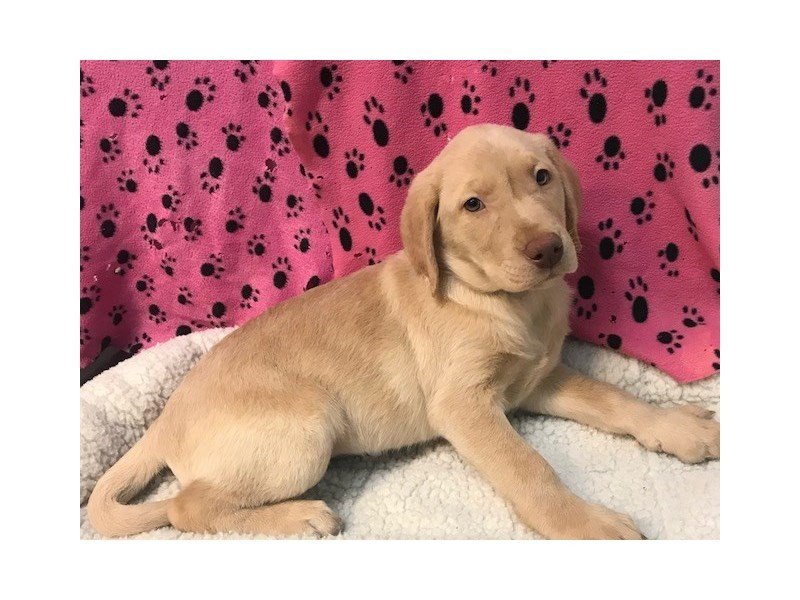 Labrador Retriever-DOG-Male-Yellow-2056876-My Next Puppy