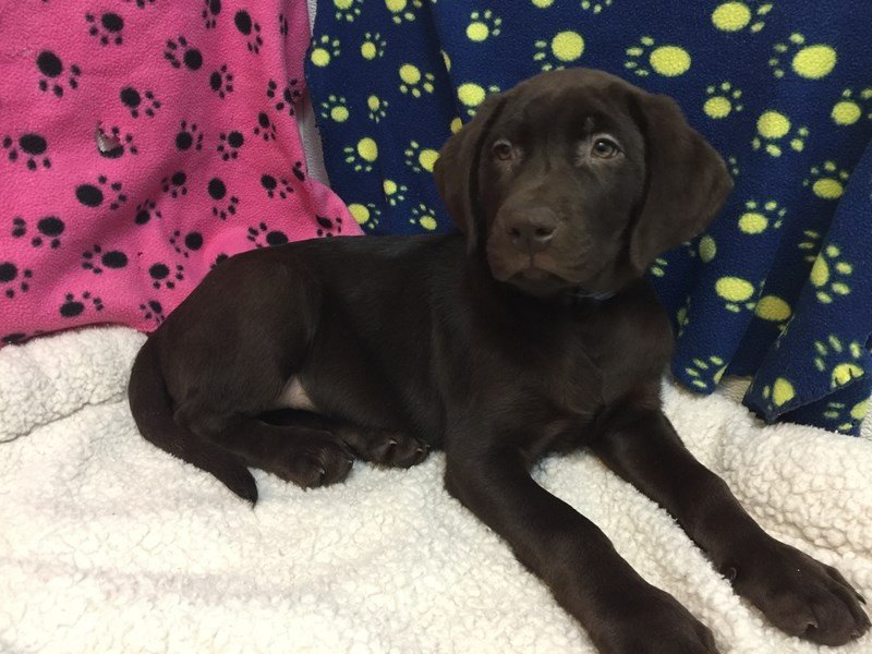 Labrador Retriever-DOG-Male-Chocolate-2056693-My Next Puppy