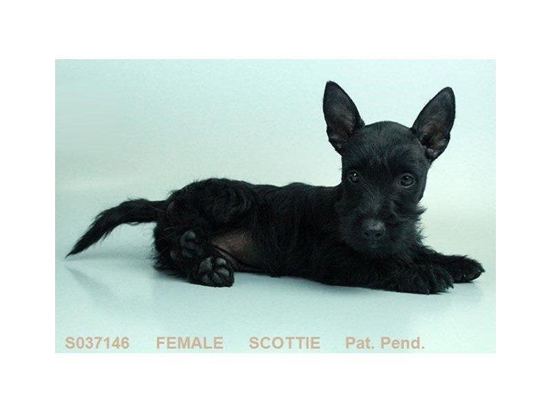 Scottish Terrier-DOG-Female-BLK-2058408-My Next Puppy