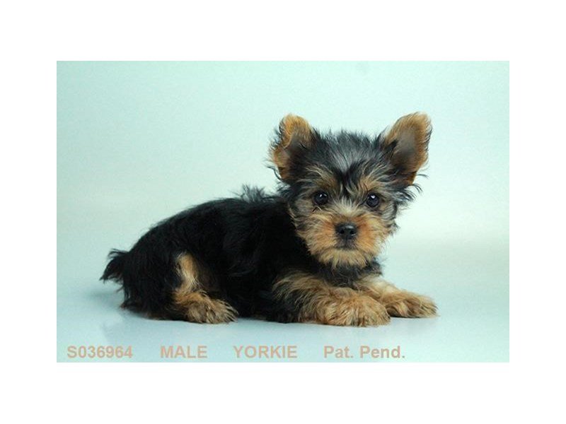 Yorkshire Terrier-DOG-Male-BLK & TN-2058409-My Next Puppy