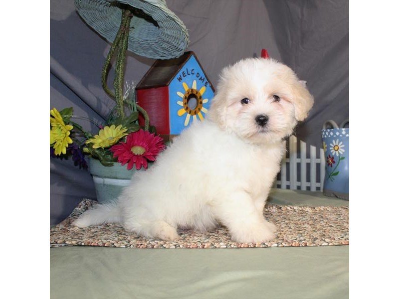 Bichon/Lhasa Apso-DOG-Male-White / Cream-2059200-My Next Puppy