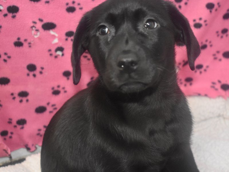 Labrador Retriever-DOG-Female-BLACK-2056877-My Next Puppy