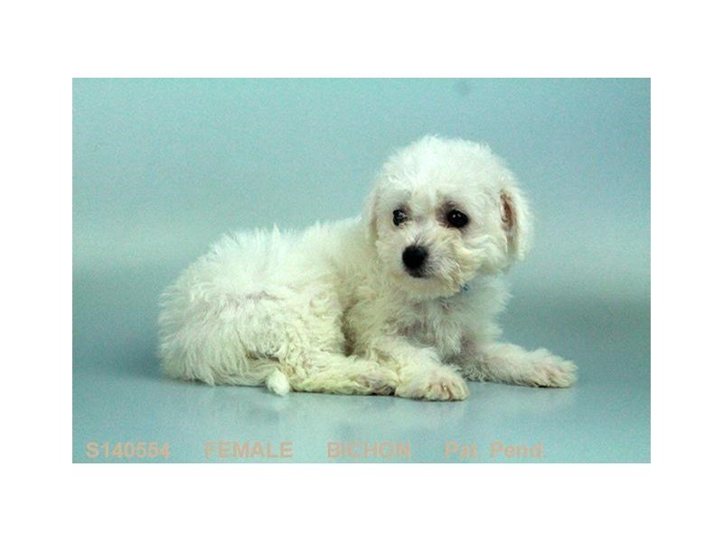 Bichon Frise-DOG-Female-WH-2063616-My Next Puppy