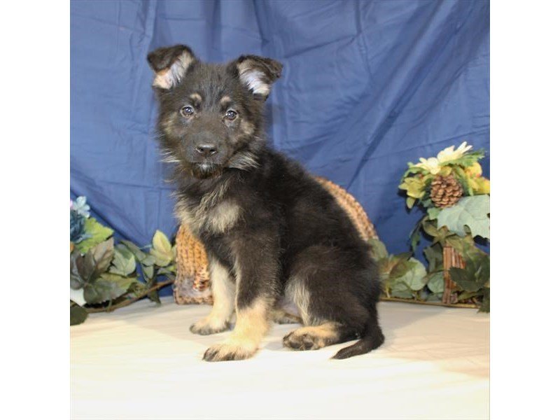 German Shepherd Dog-DOG-Female-Black / Tan-2064387-My Next Puppy