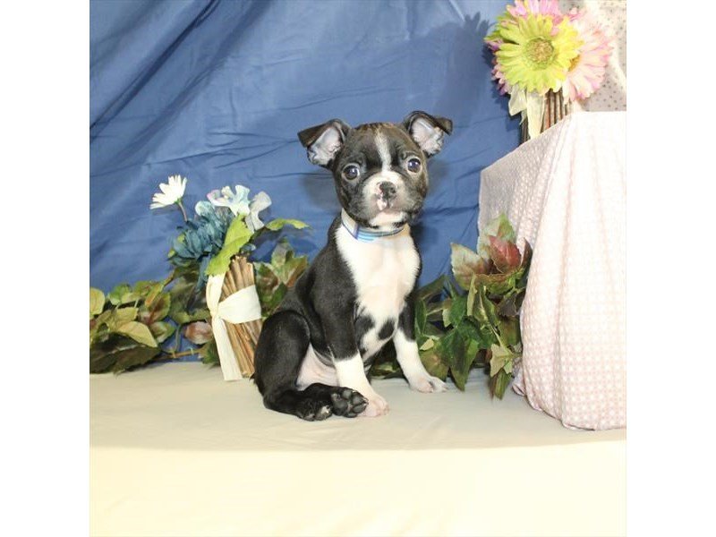 Boston Terrier-DOG-Male-Black-2064390-My Next Puppy
