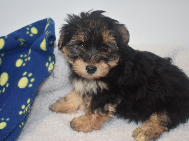 Yorkshire Terrier/Bichon Frise-DOG-Male-Black / Tan-2066742-My Next Puppy