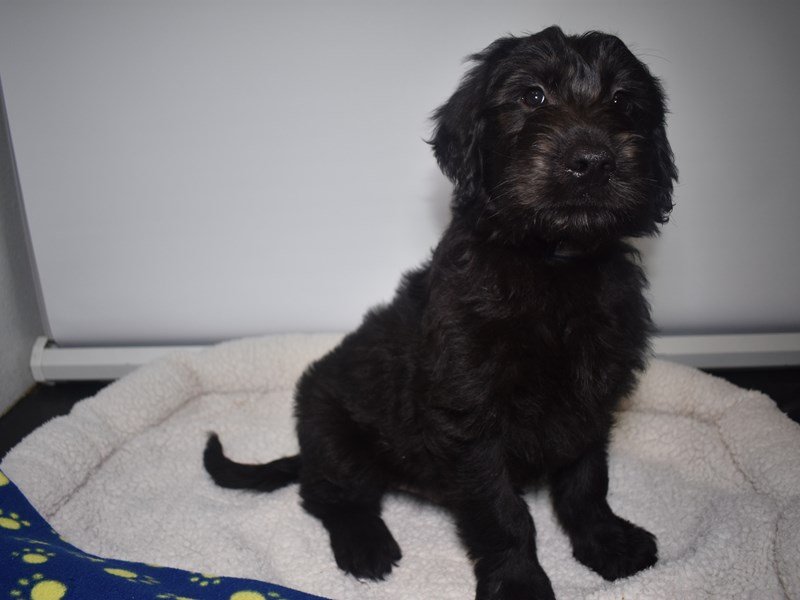 Goldendoodle-DOG-Male-Black-2066735-My Next Puppy