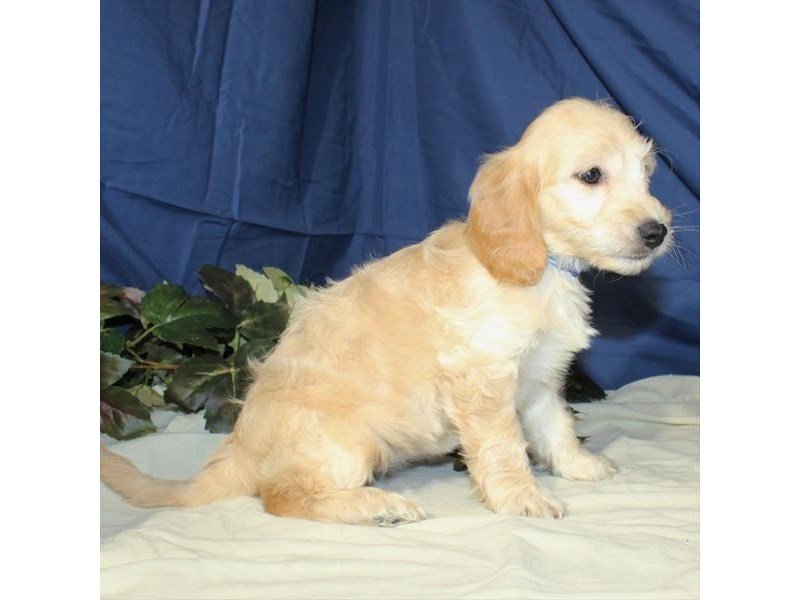 Goldendoodle Mini-DOG-Female-Light Golden-2069650-My Next Puppy