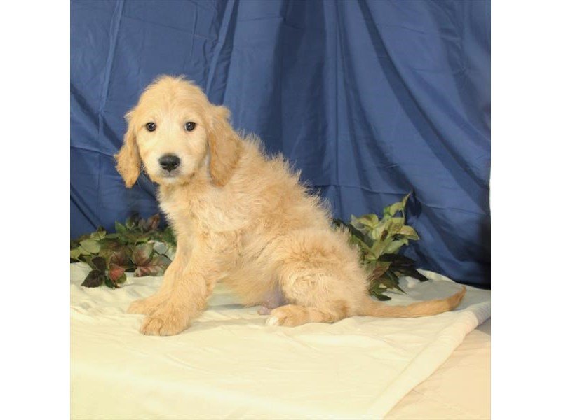 Goldendoodle Mini-DOG-Male-Light Golden-2069653-My Next Puppy