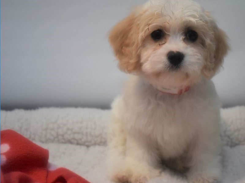 Cavalier King Charles Spaniel/Bichon Frise-Female-Blennhiem-White-2066682-My Next Puppy