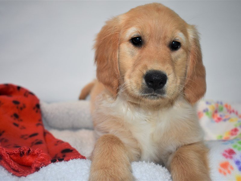 Golden Retriever-DOG-Female-Golden-2066734-My Next Puppy