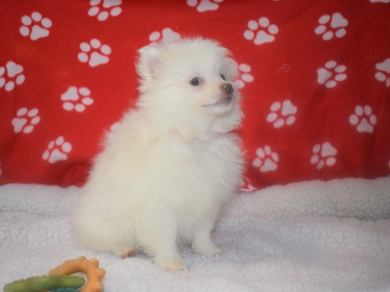 Pomeranian-DOG-Female--2066741-My Next Puppy