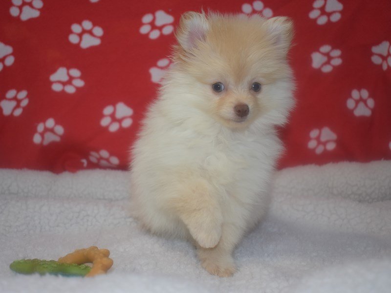 Pomeranian-DOG-Male-Cream-2066738-My Next Puppy
