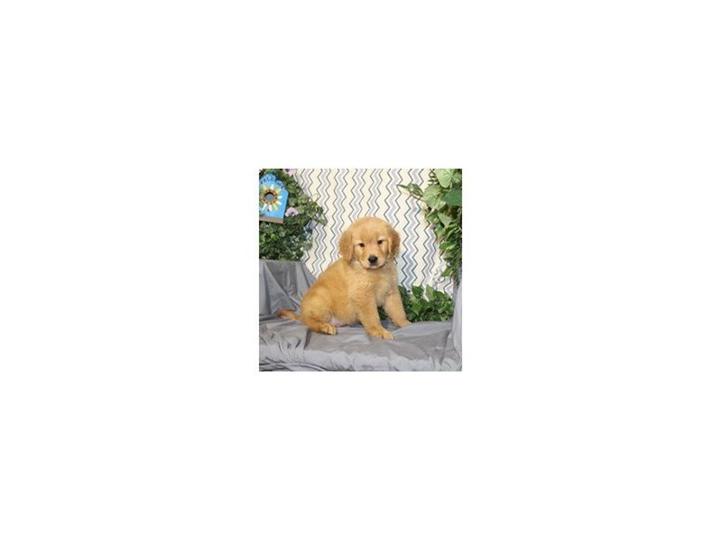 Golden Retriever-DOG-Male-Golden-2066717-My Next Puppy