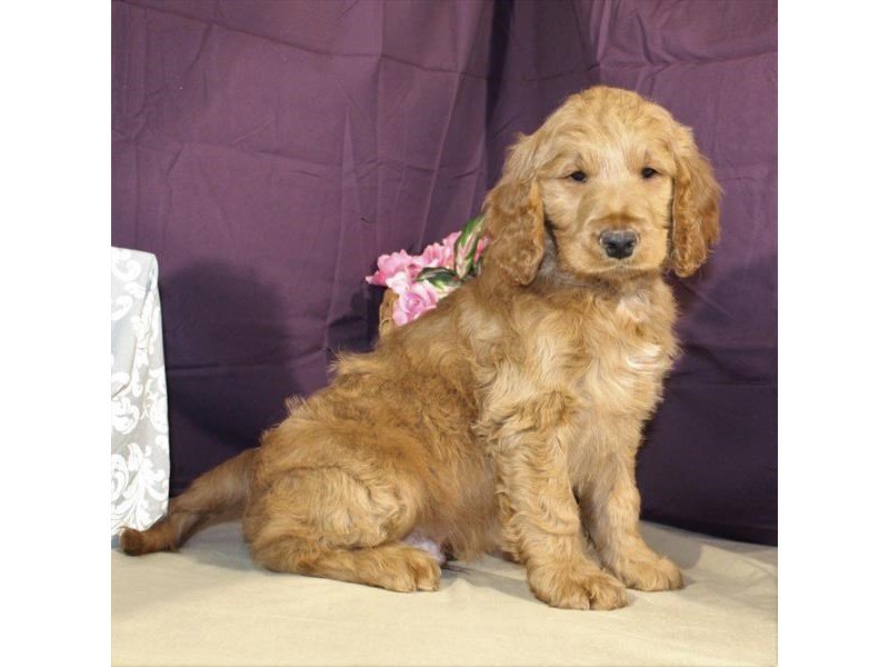 Poodle/Golden Retriever-DOG-Male-Dark Golden-2009633-My Next Puppy