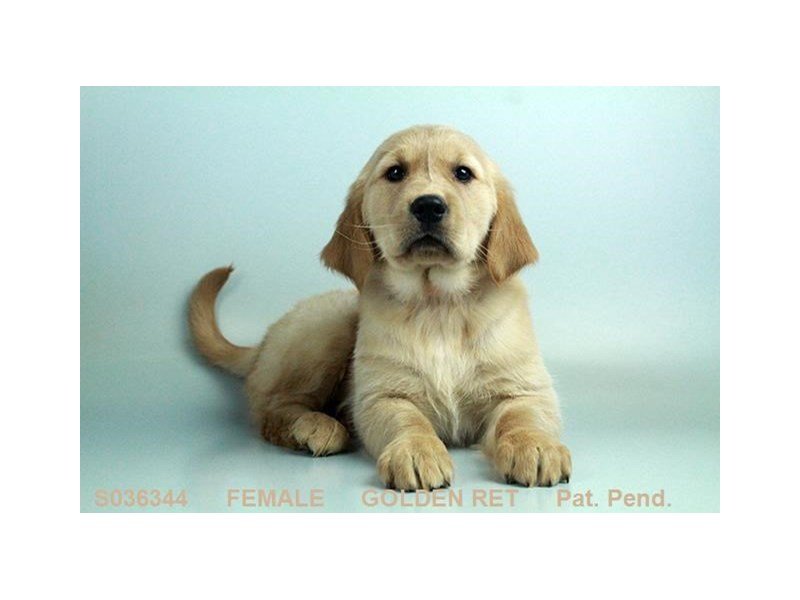 Golden Retriever-DOG-Female-GLDN-2053326-My Next Puppy